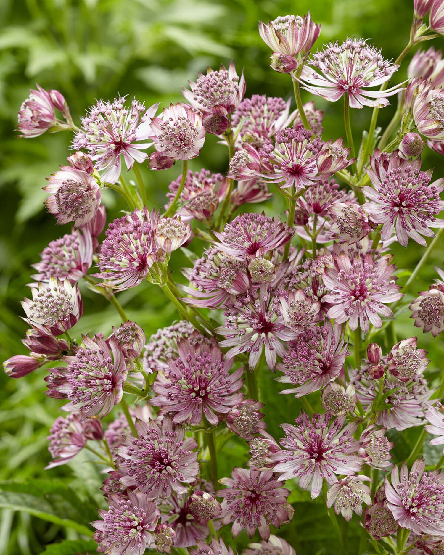 Stjerneskærm 'Sparkling Stars Pink'